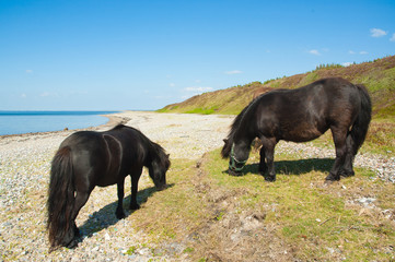 Pferde auf der Insel Ven am Ufer des Fjordes, Jütland, Dänemark
