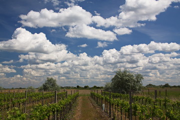 Obraz premium Weingarten in Burgenland