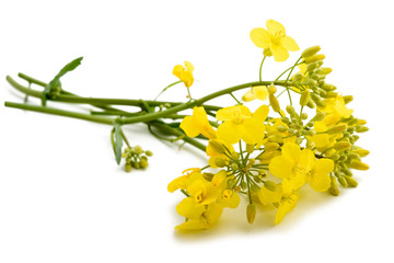 colza (Brassica napus )