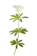 woodruff (Galium odoratum)