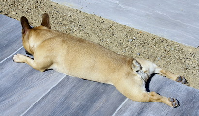 chien bouledogue français,allongé sur le sol au soleil 