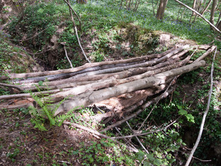 A Bunch of Twigs and Logs and Sticks All Stacked Together to Make a Bridge Across a Gap in the Forest to Cross and Path