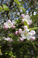 Fototapeta na wymiar Twig with apple blossom