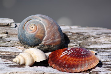 Beach shells