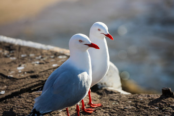 Naklejka premium Pair of Australian seagulls posing un-perturbed at the waters edge