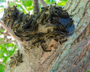 Tent caterpillar infestation