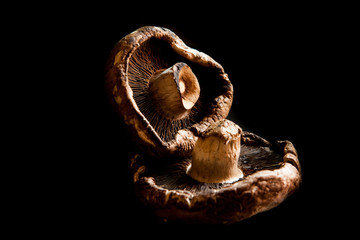 Portabella Mushrooms