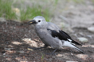 Clark's Nutcracker