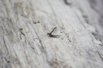 Mayfly