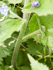a macro of a spider isolated and resting upon a leaf waiting for some bugs insects and flies to come along and to eat them blur background green