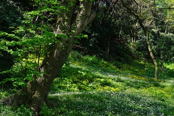 森の花畑