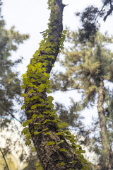 the ivy leaves are growing with pinetree.