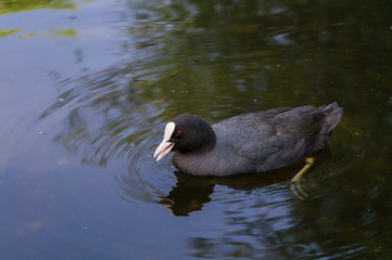 Schwimmendes Blässhuhn 