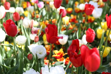 Tulip field in spring time