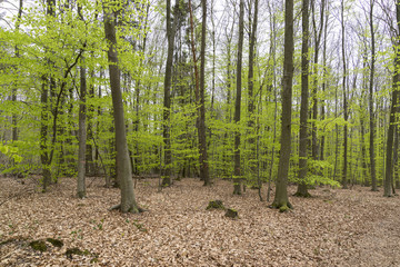 Fresh leaves in the spring beech forest. Background. Banner. Wallpaper.