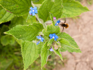 a bee seen side on collecting pollen from a small blue flower with big green leaves its wings moving in motion and its legs and stinger in view