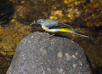 La bergeronnette des ruisseaux