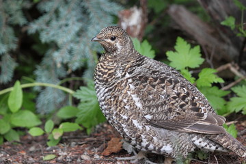 Ptarmigan