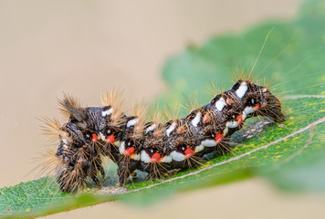 Hairy caterpillar with red and white dots