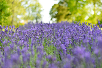 Obraz premium Edge of the forest glamorous bloom blue lavender field.