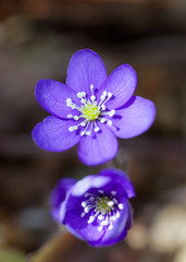 Two blue anemone, brown background. Very short depth of focus