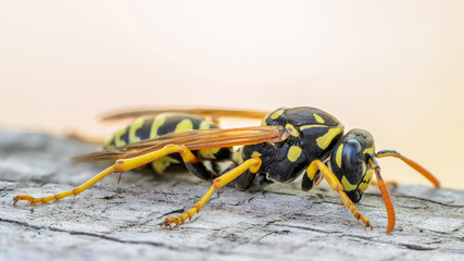Portrait of a paper wasp close up