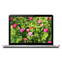 Laptop with flowers on screen