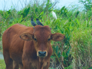 Birds like stand on cattle head.Taiwan