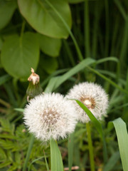 two white fluffy dandelion heads macro with green leaves and grass around bokeh in clear crisp sharp detail and intact not blown away  make a wish