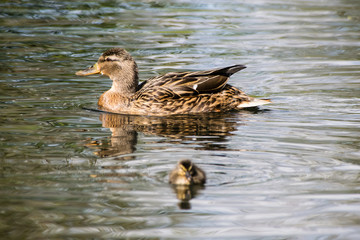 Selective focus of female mallard duck with young duckling in the foreground