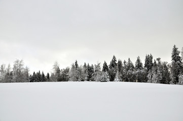 Snowy glade at the edge of the forest. © ako-photography