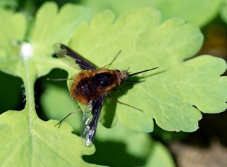 Großer Wollschweber (Bombylius major) 