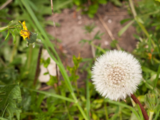 a close up of a white dandelion head in spring upon its stem intact and full make a wish and blow it away with blur background and bokeh