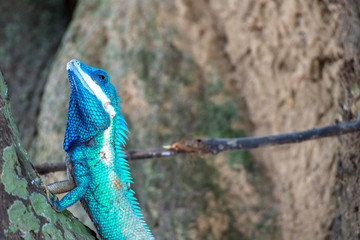 close up blue chameleon hold head on the tree