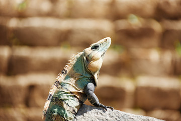Varanus sitting on the stone, Chichen Itza, Mexico