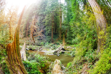 Water stream flowing through Redwood National Park