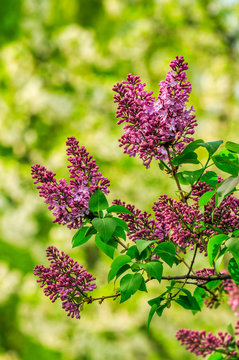 purple lilac blossom in garden at springtime