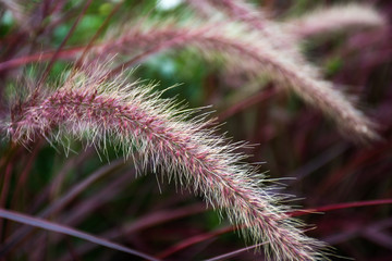 Pennisetum setaceum. Red Riding Hood is a warm-season grass. 