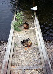 Buga 2015 Brandenburg