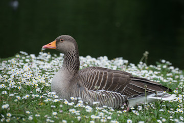 Greylag Goose, the original goose