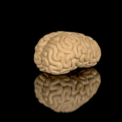 Small toy brain on a black background