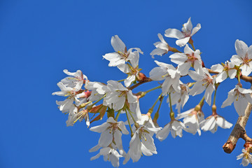 White cherry blossom over clear blue sky close up