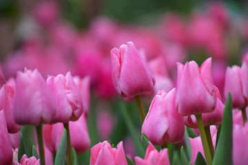 Pink tulip flowers with green leaves
