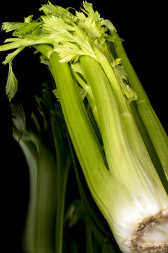 Organic Green Stalk Of Celery Close Up