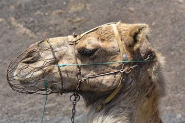 Portrait of a dromedary in Timanfaya National Park, Lanzarote, Spain, Europe