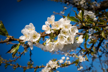 Spring cherry bosoms on a tree limb