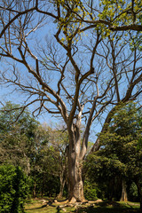 Beautiful tree in tropical forest on Sri Lanka