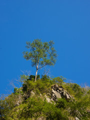 A tree on mountain top.