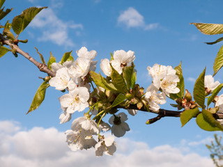 a macro shot during the day of oak apple blossom flower heads on a branch with leaves stretching out before the sky blue and white clouds sharp and clear isolated nature