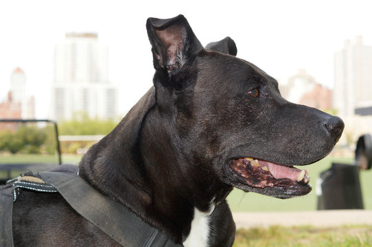 Orca The Labrabull Profile